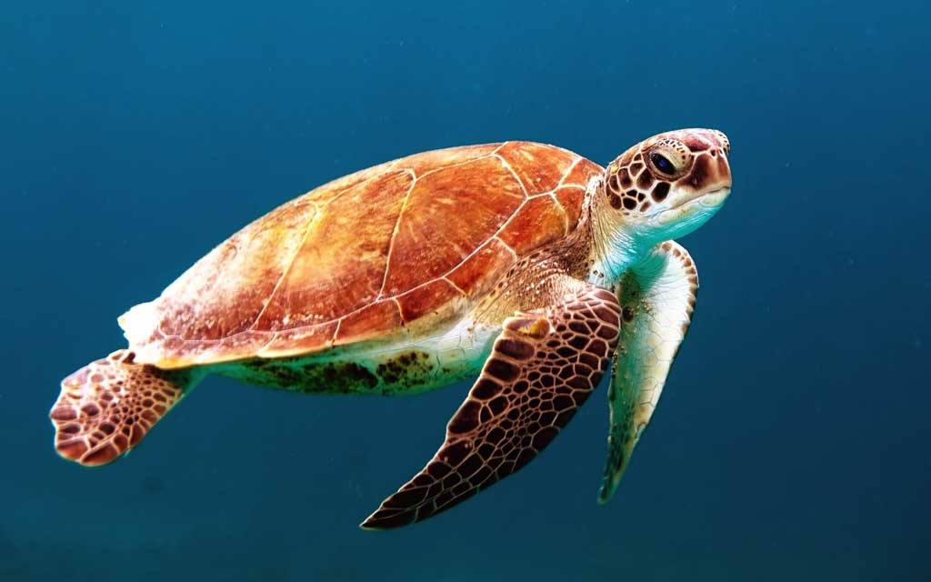 slow-and-patient-sea-turtle-swimming-courtesy-wexor-tmg-Unsplash